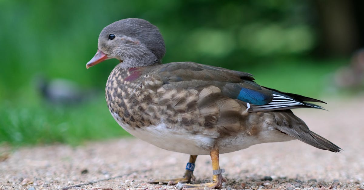 découvrez les principales méthodes de conservation pour préserver efficacement les aliments, objets ou matériaux. astuces pratiques et conseils pour prolonger la durée de vie de vos biens au quotidien.