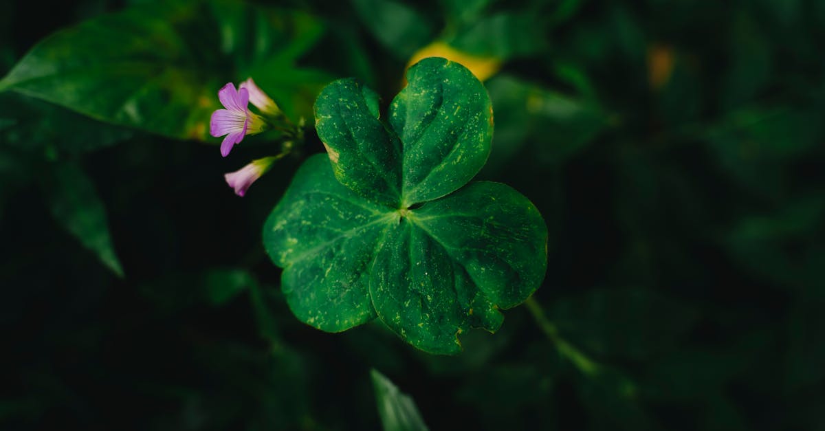 découvrez eco-tools, la marque engagée dans des produits de beauté écologiques et durables, conçus pour prendre soin de votre peau tout en respectant l'environnement. explorez notre gamme d'accessoires éco-responsables, fabriqués avec des matériaux naturels et recyclés pour une beauté consciente.