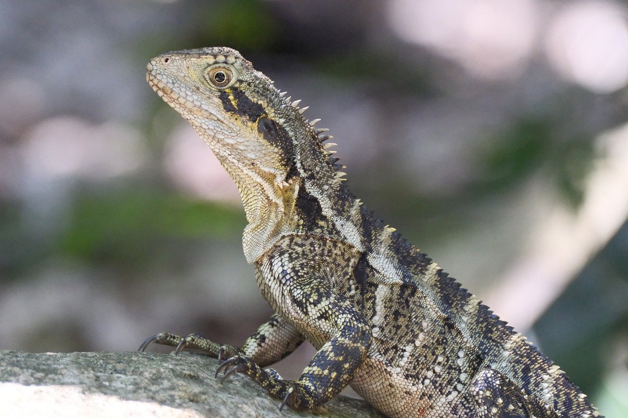 découvrez l'importance de la biodiversité pour préserver les écosystèmes et maintenir l'équilibre de notre planète.