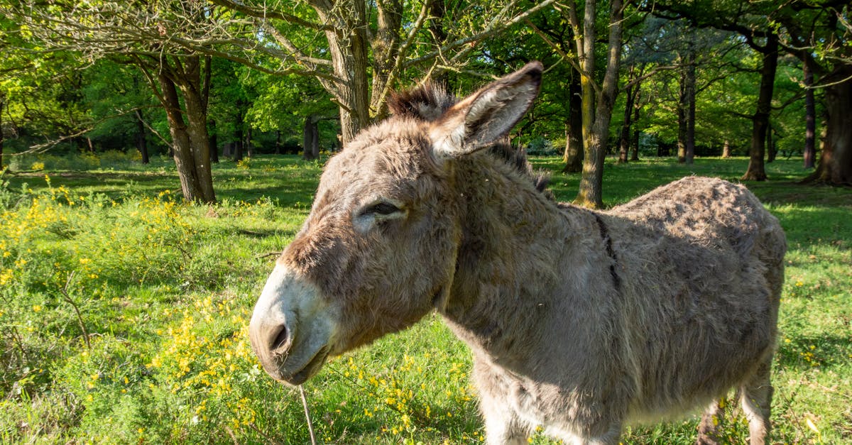 explorez les enjeux cruciaux et les dernières évolutions de la législation environnementale. découvrez comment ces lois protègent notre planète, favorisent le développement durable et encadrent les comportements des entreprises face aux défis environnementaux contemporains.