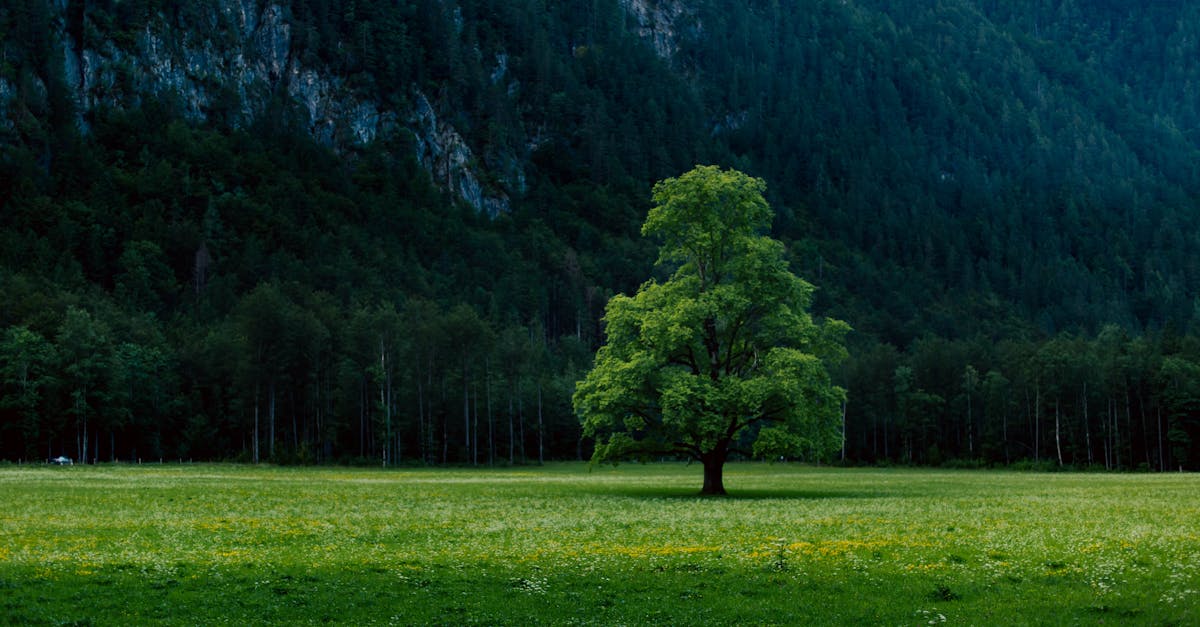 découvrez l'importance des partenariats environnementaux dans la protection de notre planète. apprenez comment les collaborations entre entreprises, gouvernements et ong contribuent à des initiatives durables et à la préservation des ressources naturelles.