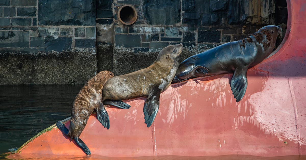 découvrez l'écologie urbaine, un domaine fascinant qui explore les interactions entre l'environnement naturel et les milieux urbains. apprenez comment améliorer la durabilité des villes, préserver la biodiversité et favoriser un mode de vie respectueux de l'environnement au cœur des agglomérations.
