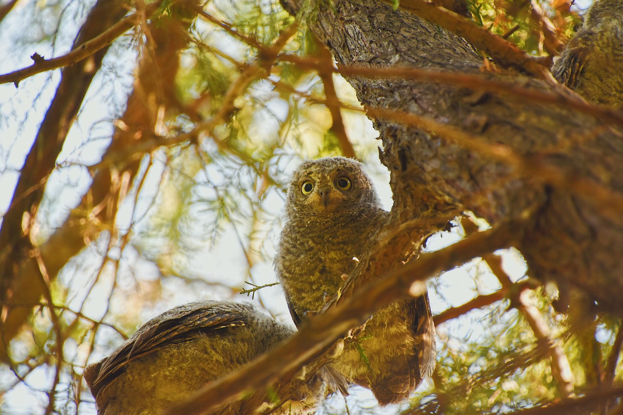 découvrez tout sur les scop (sociétés coopératives et participatives), leur fonctionnement, leurs avantages et pourquoi choisir ce modèle d'entreprise coopérative.