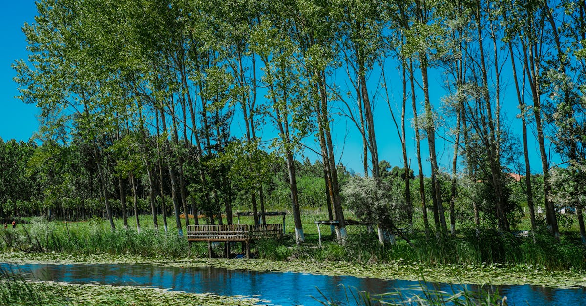 découvrez l'importance de la restauration des écosystèmes pour préserver la biodiversité et lutter contre le changement climatique. apprenez les méthodes innovantes et les initiatives à travers le monde visant à revitaliser nos environnements naturels.