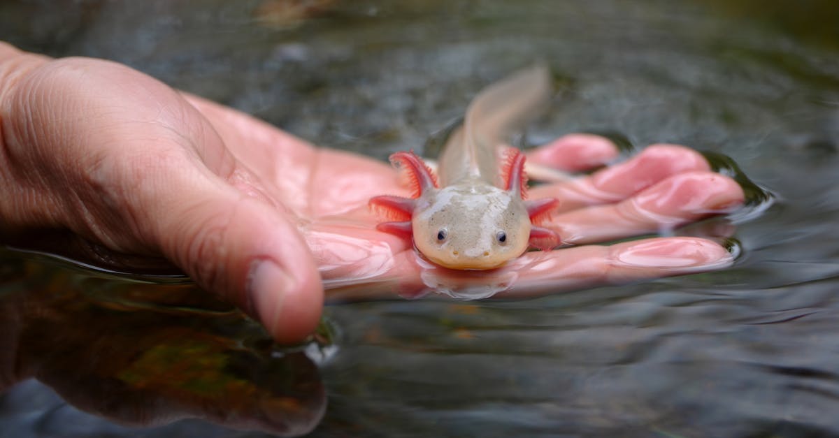 découvrez l'importance de la biodiversité pour notre planète. apprenez comment la diversité des espèces contribue à l'équilibre des écosystèmes et pourquoi sa préservation est essentielle pour l'avenir de la vie sur terre.