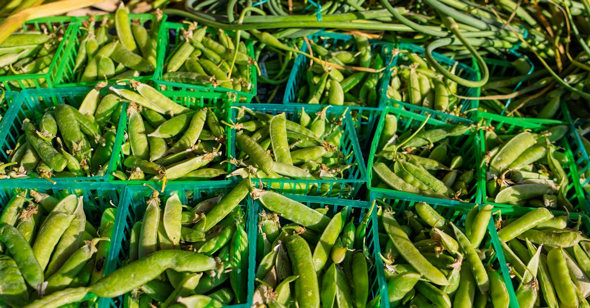 découvrez comment adopter une alimentation durable qui respecte l'environnement tout en préservant votre santé. explorez des recettes, des conseils pratiques et des astuces pour réduire votre empreinte écologique tout en savourant des plats délicieux et nutritifs.