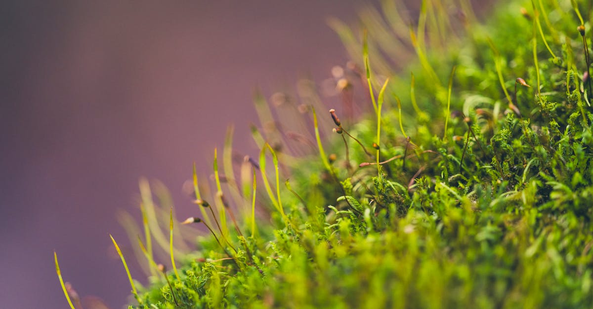 découvrez les enjeux du financement climatique et comment il contribue à la transition vers une économie durable. explorez les mécanismes, les opportunités et les défis liés aux investissements pour un avenir respectueux de l'environnement.