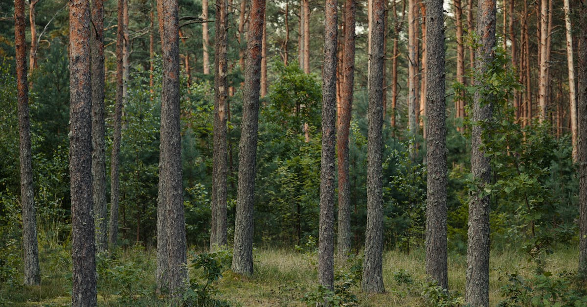 découvrez la richesse de la biodiversité et son importance pour notre planète. explorez les écosystèmes variés, les espèces menacées et les actions à entreprendre pour préserver notre héritage naturel.