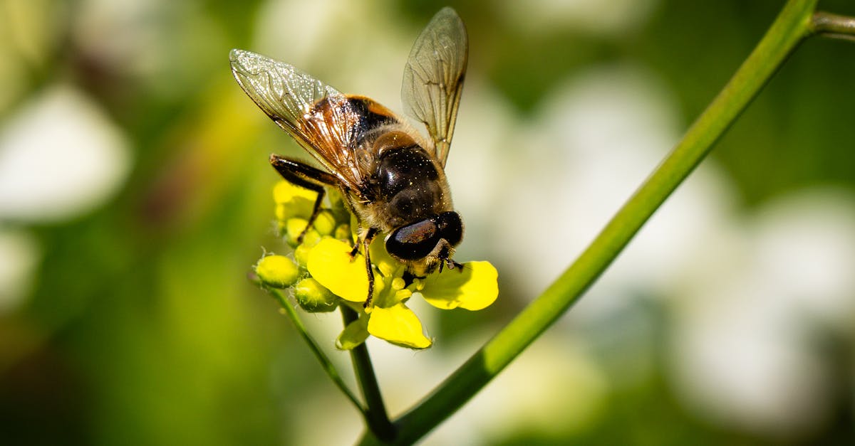 découvrez les réseaux écologiques, des systèmes interconnectés qui soutiennent la biodiversité et l'équilibre des écosystèmes. apprenez comment ces interactions vitale contribuent à la durabilité environnementale et à la conservation des espèces.