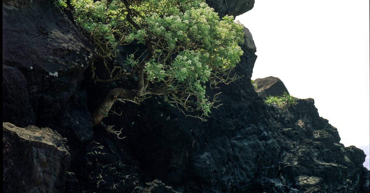 découvrez les lois et règlements environnementaux qui protègent notre planète. explorez les initiatives législatives visant à réduire l'impact écologique et à promouvoir un développement durable.