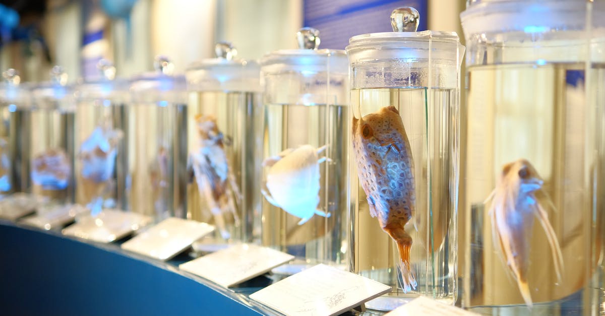 découvrez les différentes méthodes de conservation efficaces pour préserver aliments, objets ou matériaux. conseils et astuces pour optimiser la durée de vie et la qualité à long terme selon chaque type de produit.