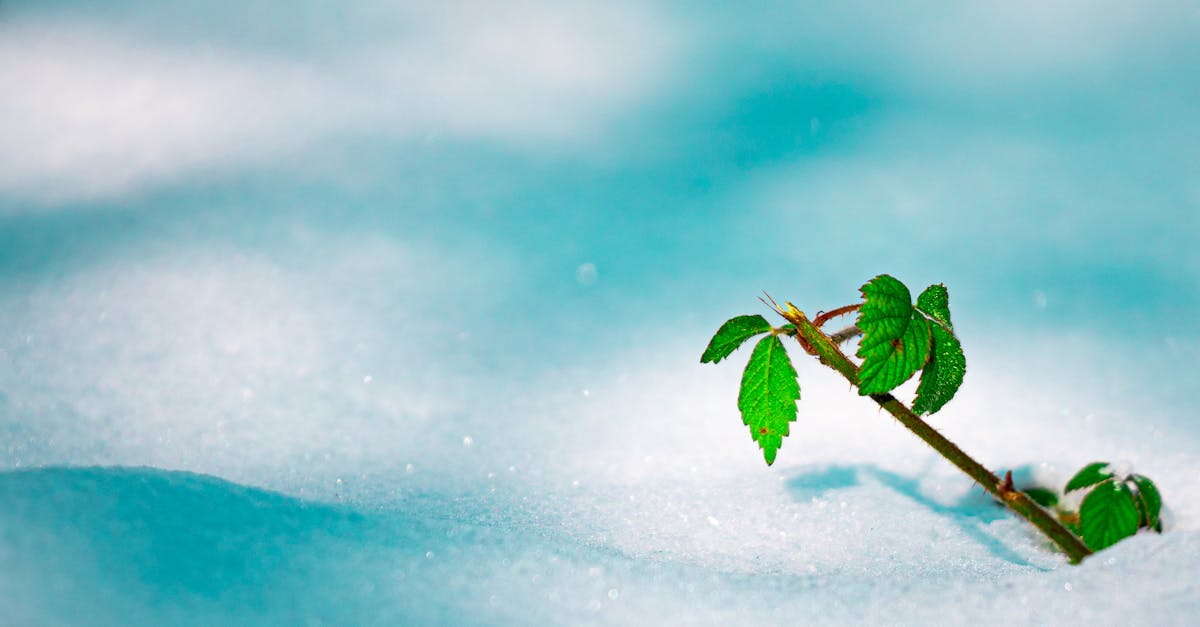 découvrez l'importance de l'adaptabilité écologique, un concept clé pour comprendre comment les organismes vivent et prospèrent dans des environnements en constante évolution. apprenez comment cette capacité d'adaptation influence la biodiversité et la durabilité des écosystèmes.