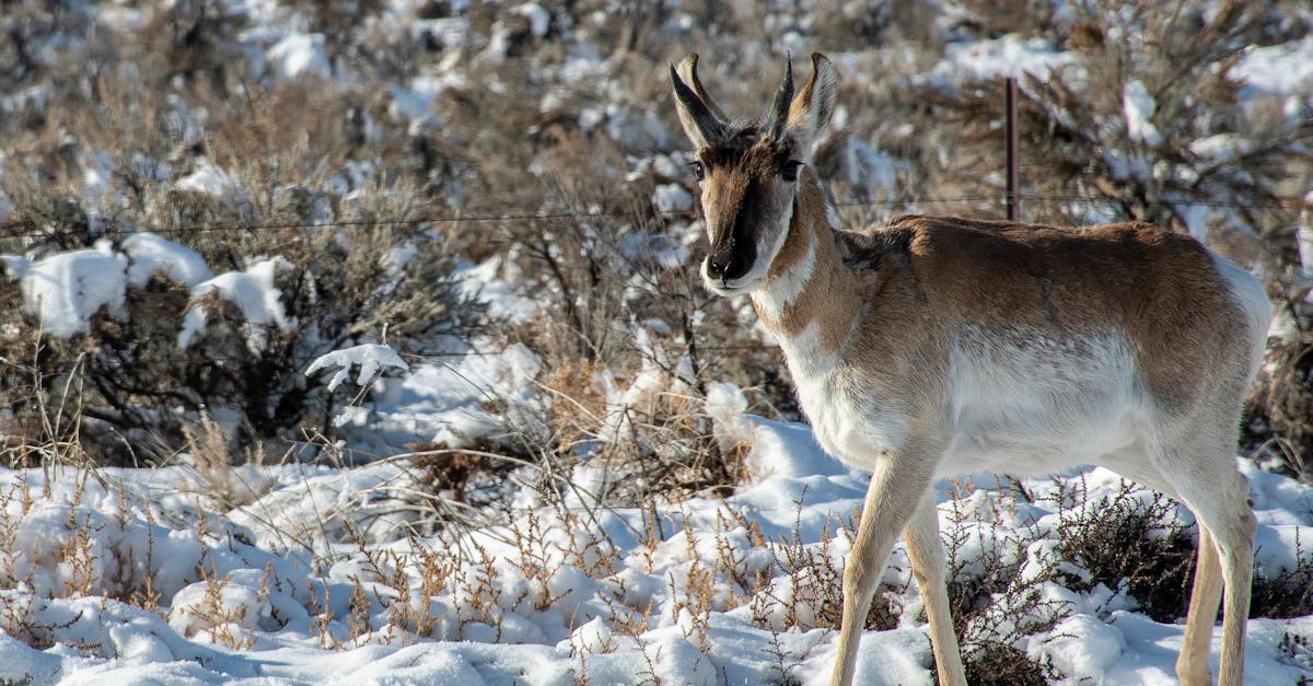 découvrez comment s'adapter aux changements climatiques grâce à des stratégies innovantes et durables. explorez les défis et solutions pour renforcer la résilience des communautés face aux impacts environnementaux.