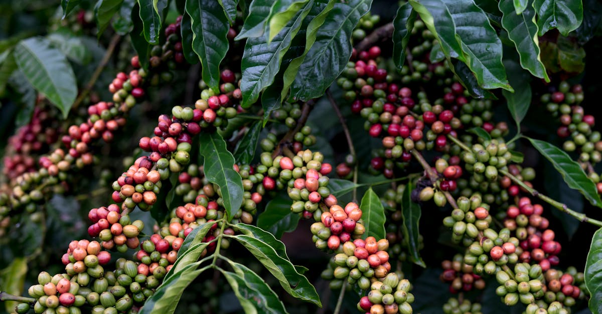 découvrez les principales cultures vivrières, leur importance pour l’alimentation mondiale et les enjeux liés à leur production et leur consommation.