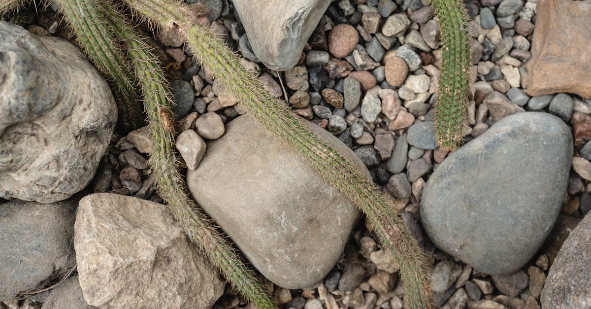 découvrez comment les écosystèmes résilients s'adaptent et prospèrent face aux changements environnementaux. explorez les stratégies et les solutions pour renforcer la biodiversité et garantir un avenir durable.