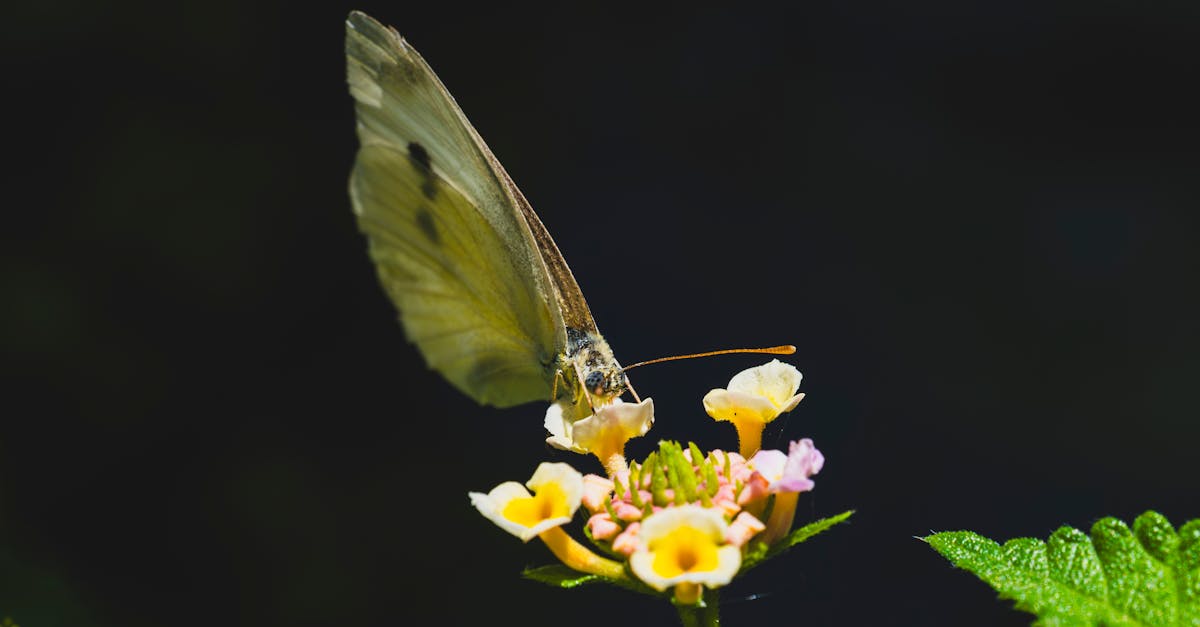 découvrez les enjeux et les opportunités du financement climatique, un levier essentiel pour lutter contre le changement climatique et soutenir des projets durables à travers le monde.