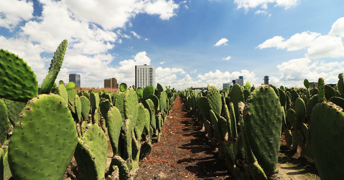 découvrez l'agriculture urbaine, une pratique innovante qui transforme nos villes en espaces de production alimentaire durable. apprenez comment cultiver des fruits et légumes en plein cœur des métropoles tout en favorisant la biodiversité et en améliorant la qualité de vie des citadins.