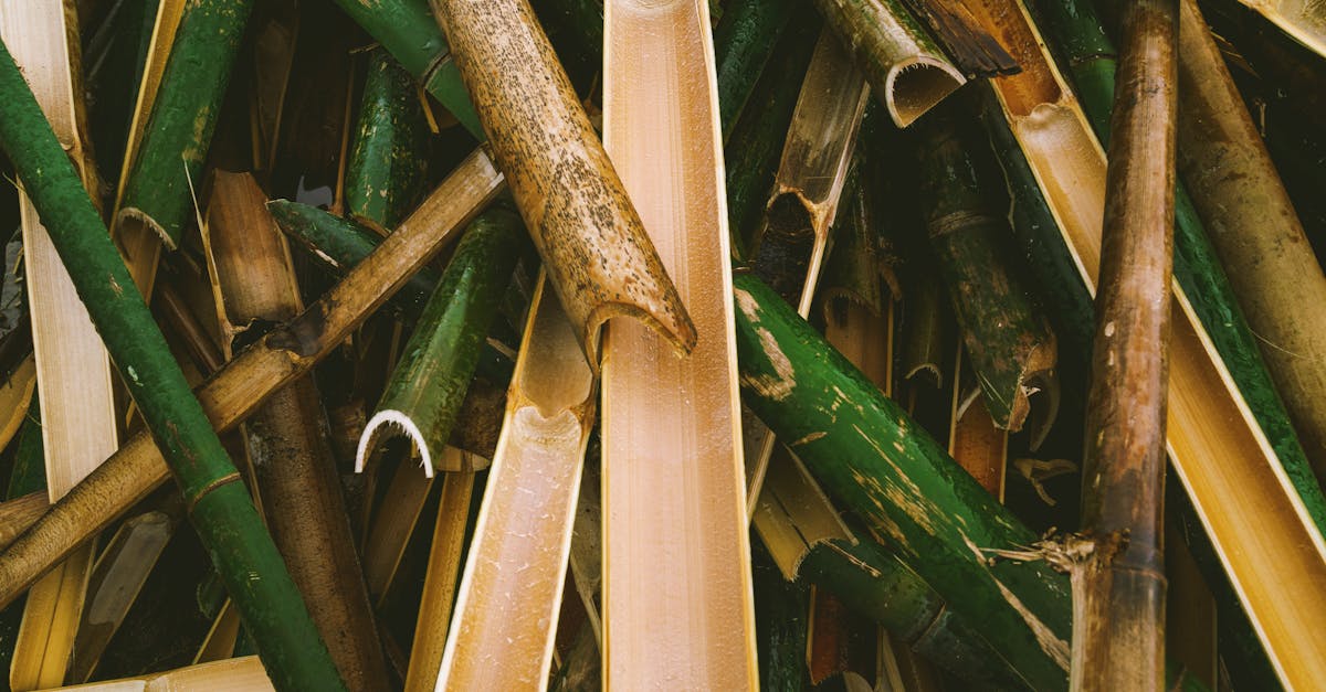 découvrez l'importance de la préservation des ressources naturelles pour garantir un avenir durable. explorez des stratégies efficaces et des initiatives innovantes pour protéger notre planète et favoriser une utilisation responsable des ressources.