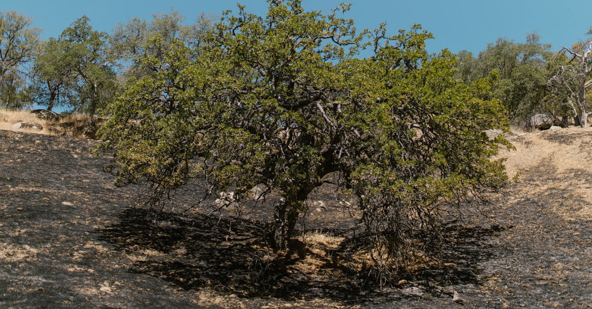 découvrez l'importance des écosystèmes résilients pour la biodiversité et le développement durable. apprenez comment ces systèmes naturels s'adaptent aux changements environnementaux tout en préservant les ressources pour les générations futures.