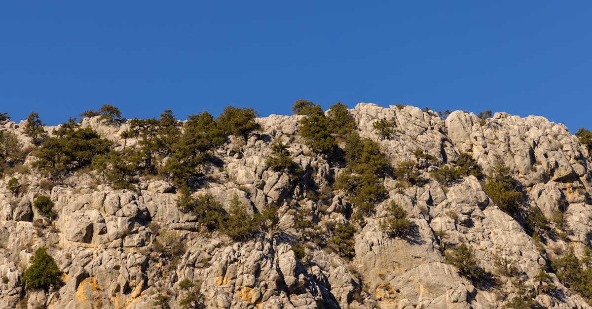 Écosystèmes résilients : Comprendre leur importance pour la biodiversité et le climat