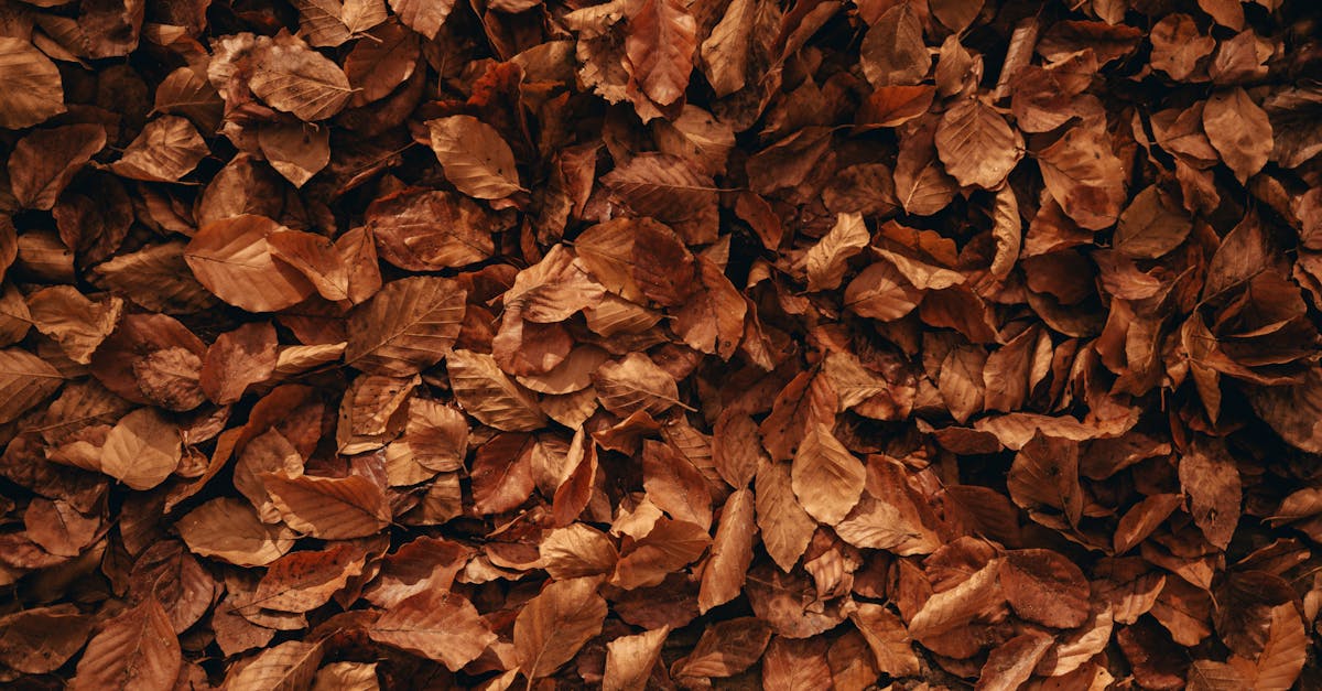 Démarche qualité environnementale : 5 étapes clés pour une intégration réussie