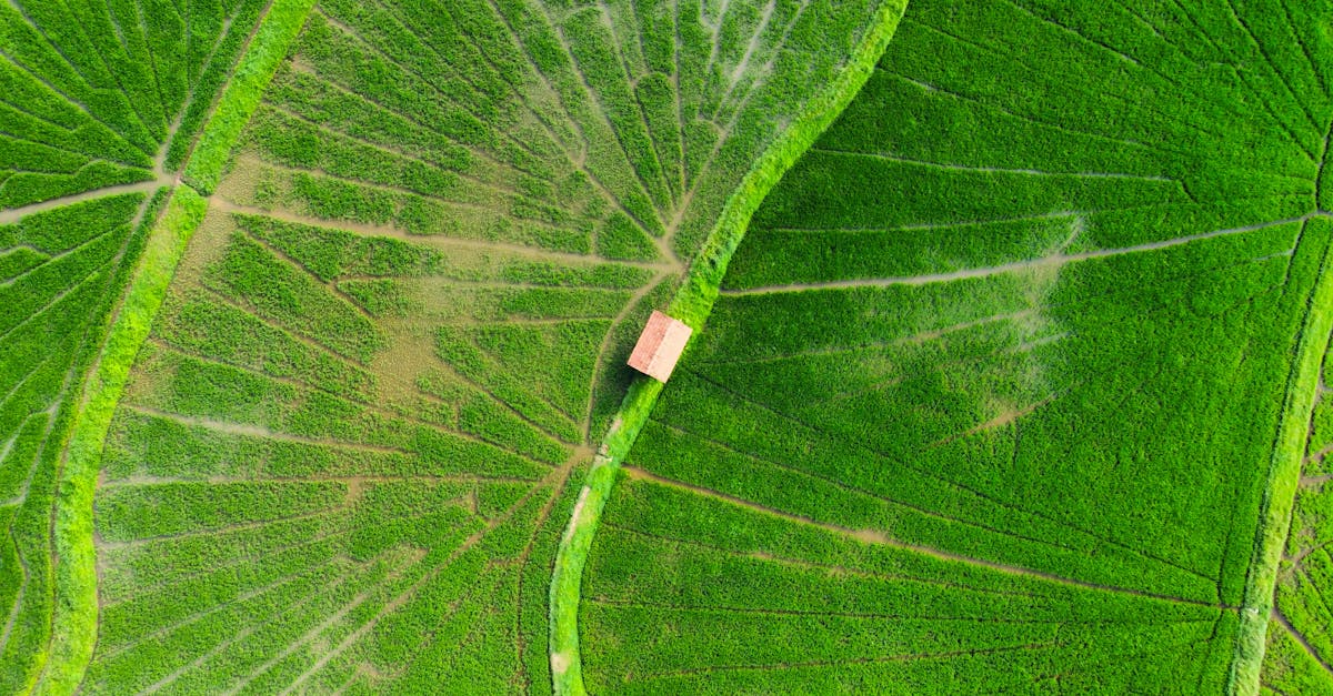 Agriculture durable : Les pratiques essentielles pour une production éco-responsable