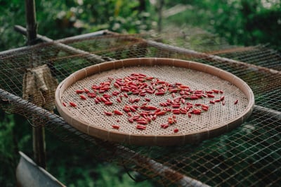 L’impact d’une alimentation locale sur l’environnement