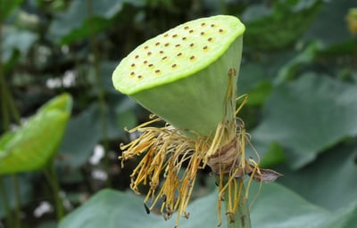 Comment les entreprises peuvent réduire leur empreinte carbone ?