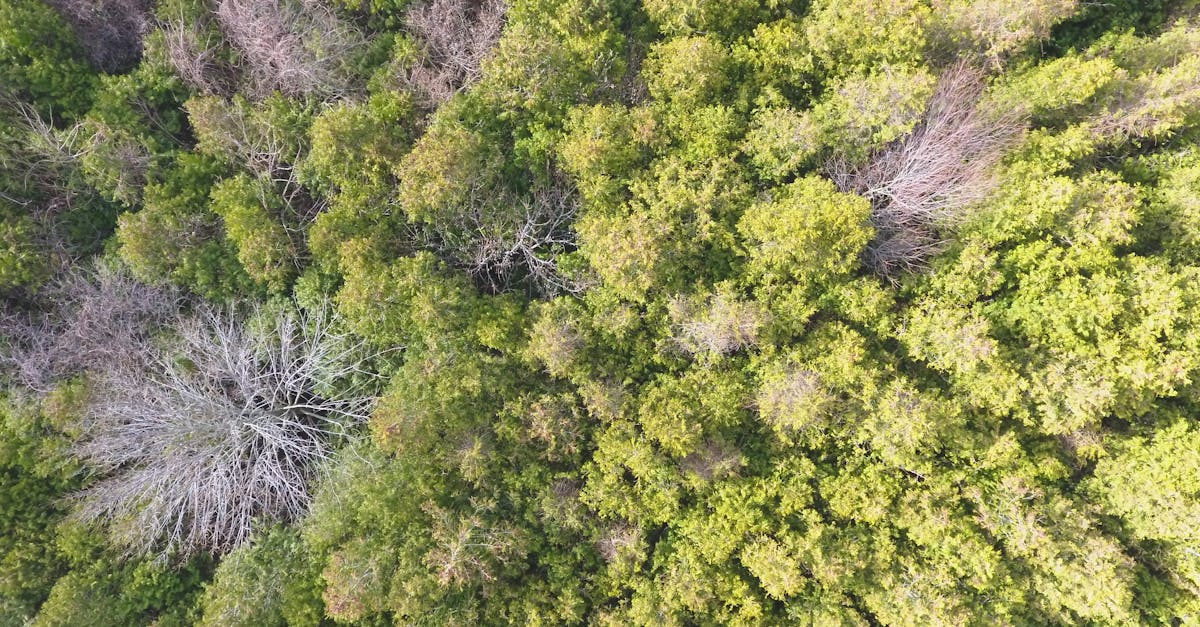 Service écosystémique : Comprendre son importance pour la biodiversité