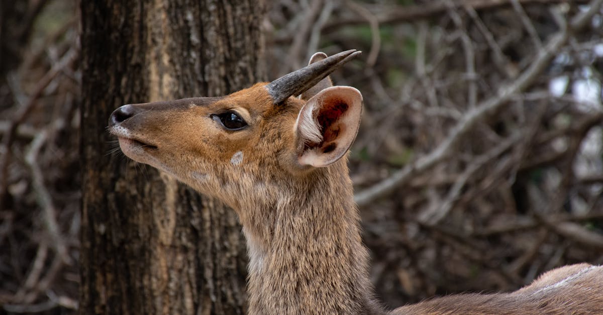 Systèmes de certification écologique : comprendre leur importance pour l’environnement