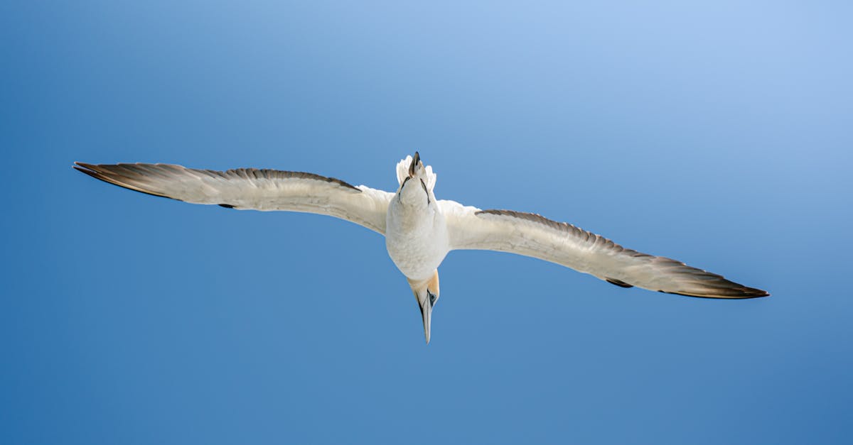 Biodiversité : comprendre son importance pour la planète et l’avenir de l’humanité