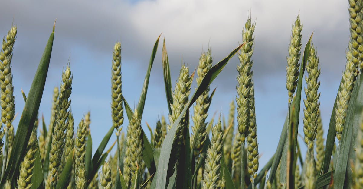 Bioéconomie : Comprendre les enjeux et les opportunités pour un avenir durable